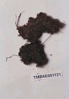 藏品(裂葉蘚屬)的圖片